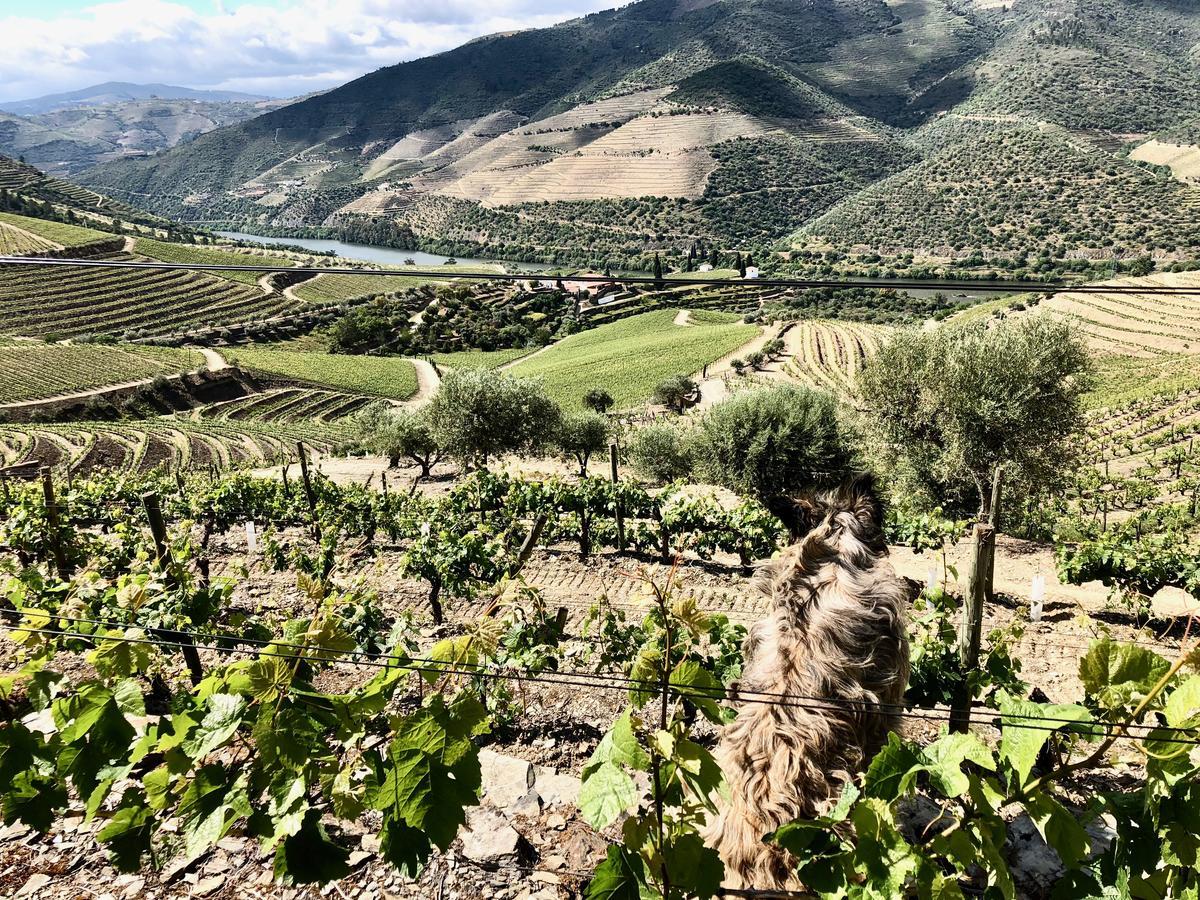 Quinta Da Gricha Otel Ervedosa do Douro Dış mekan fotoğraf