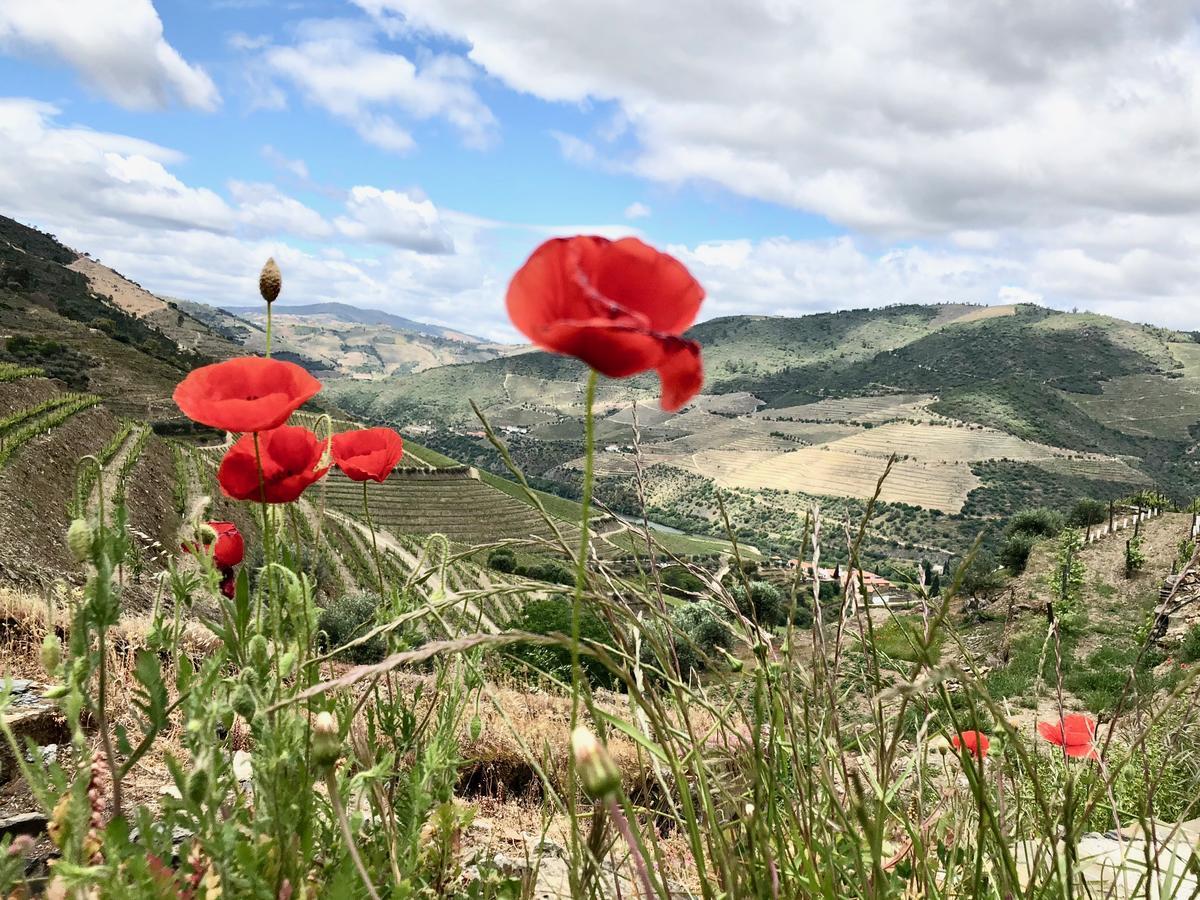 Quinta Da Gricha Otel Ervedosa do Douro Dış mekan fotoğraf